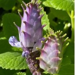 Plectranthus caninus