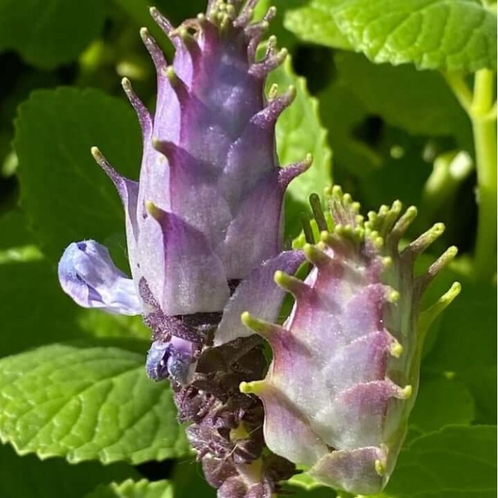 Plectranthus caninus