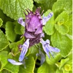 Plectranthus caninus