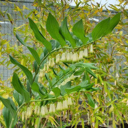 Polygonatum commutatum 'Giganteum'