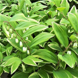 Polygonatum falcatum 'Variegatum'