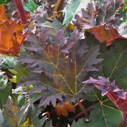 Rheum palmatum tanguticum
