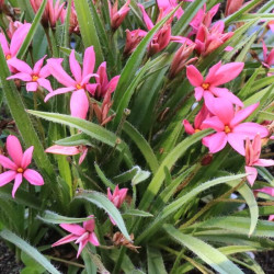 Rhodohypoxis x 'Hebron Farm Cerise'