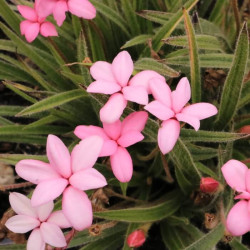 Rhodohypoxis x 'New Look'