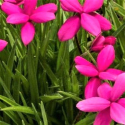 Rhodohypoxis millioides 'Paula'