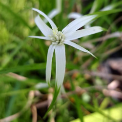 Rhynchospora colorata Rhynchospora colorata