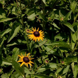 Rudbeckia fulgida var. sullivantii 'Goldsturm' Rudbeckia fulgida var. sullivantii 'Goldsturm'