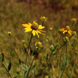 Rudbeckia nitida 'Juligold' Rudbeckia nitida 'Juligold'
