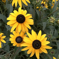 Rudbeckia glaucescens Rudbeckia glaucescens