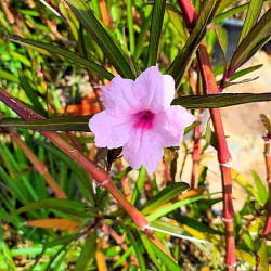 Ruellia brittoniana 'Pink' Ruellia brittoniana 'Pink'