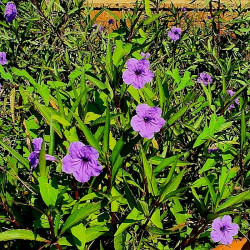 Ruellia brittoniana Ruellia brittoniana