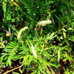 Sanguisorba albiflora Sanguisorba albiflora