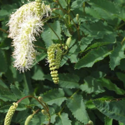 Sanguisorba obtusa 'Alba' Sanguisorba obtusa 'Alba'