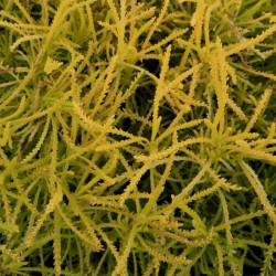 Santolina chamaecyparissus 'Lemon Fizz' Santolina chamaecyparissus 'Lemon Fizz'