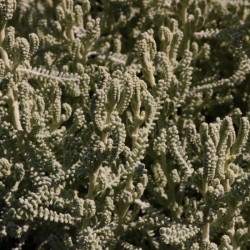 Santolina chamaecyparissus 'Pretty Carol' Santolina chamaecyparissus 'Pretty Carol'