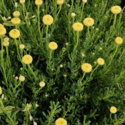 Santolina rosmarinifolia subsp. rosmarinifolia Santolina rosmarinifolia subsp. rosmarinifolia