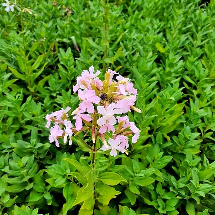 Saponaria officinalis