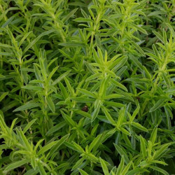 Satureja montana Satureja montana