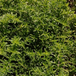 Satureja spicigera Satureja spicigera