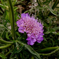 Scabiosa columbaria 'Butterfly Blue' Scabiosa columbaria 'Butterfly Blue'