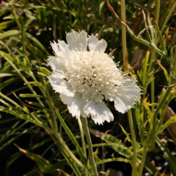 Scabiosa caucasica 'Miss Wilmott' Scabiosa caucasica 'Miss Wilmott'