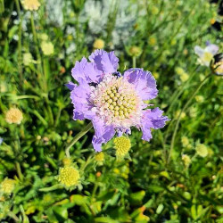 Scabiosa caucasica 'Perfecta Mid Blue' Scabiosa caucasica 'Perfecta Mid Blue'