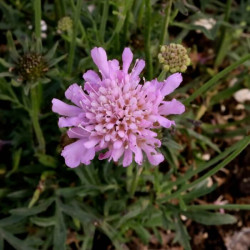 Scabiosa x 'Valentina' Scabiosa x 'Valentina'