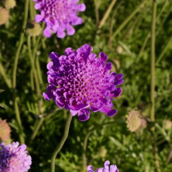 Scabiosa x 'Vivid Violet' Scabiosa x 'Vivid Violet'