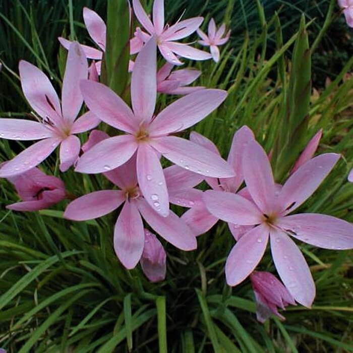 Schizostylis coccinea 'Mrs Hegarty'