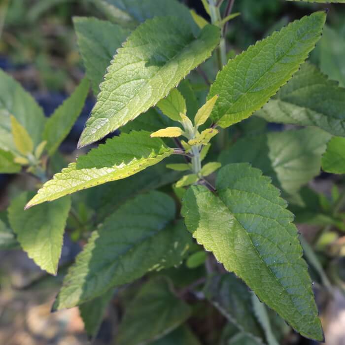 Scutellaria incana