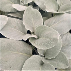 Senecio 'Angel Wings' Senecio 'Angel Wings'