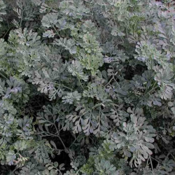 Senecio cineraria 'Silver Dust' Senecio cineraria 'Silver Dust'