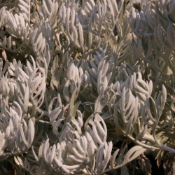 Senecio leucostachys Senecio leucostachys