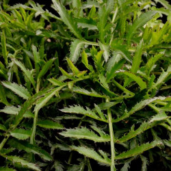 Serratula tinctorial var. seoanei Serratula tinctorial var. seoanei