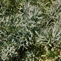 Seseli gummiferum Seseli gummiferum