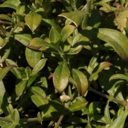 Silene schafta 'Persian Carpet' Silene schafta 'Persian Carpet'