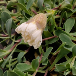 Silene x 'Swan Lake' Silene x 'Swan Lake'