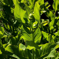 Silphium terebinthinaceum Silphium terebinthinaceum