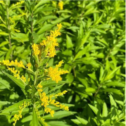 Solidago canadensis 'Goldkind' Solidago canadensis 'Goldkind'