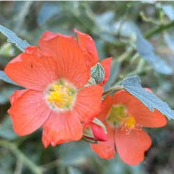 Sphaeralcea ambigua Sphaeralcea ambigua