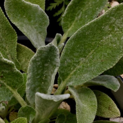 Stachys byzantina 'Silver Carpet' Stachys byzantina 'Silver Carpet'