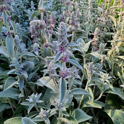 Stachys byzantina Stachys byzantina