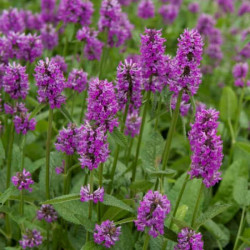 Stachys monierii 'Hummelo' Stachys monierii 'Hummelo'
