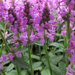 Stachys officinalis 'Ukkie' Stachys officinalis 'Ukkie'