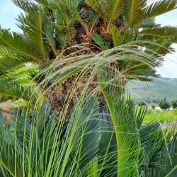 Stipa pennata Stipa pennata