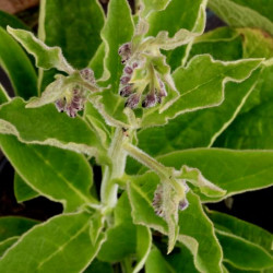 Symphytum x uplandicum 'Bocking No14' Symphytum x uplandicum 'Bocking No14'