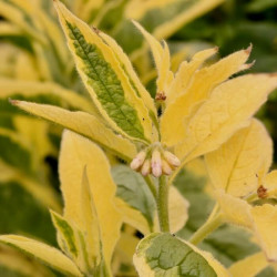 Symphytum hybridum 'Goldsmith' Symphytum hybridum 'Goldsmith'