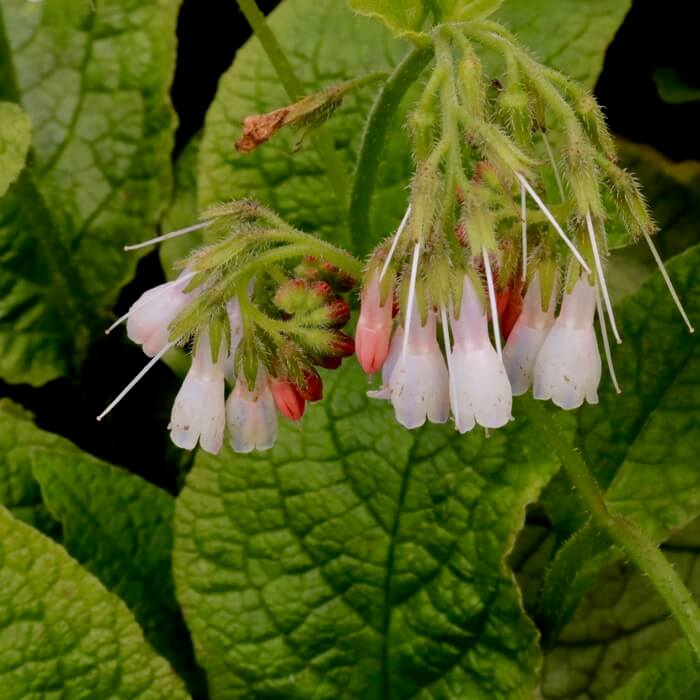 Symphytum grandiflorum 'Hidcote pink'