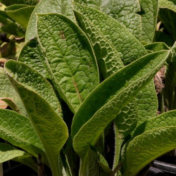 Symphytum peregrinum 'Pagels Blau' Symphytum peregrinum 'Pagels Blau'