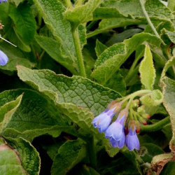 Symphytum caucasicum Symphytum caucasicum